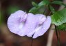 Butterfly Pea - Photo by Doug Kimball
